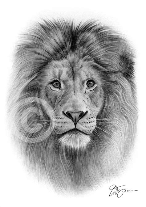 Lion Pencil Drawing: Original Graphite Pencil Drawing ...