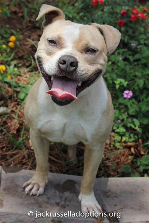 Frenchie Pug dog for Adoption in Decatur, GA. ADN-618204 on PuppyFinder.com Gender: Male. Age ...