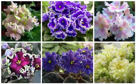 20 Different African Violet Varieties (With Photos) - Garden Lovers Club