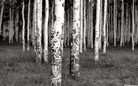 🔥 [50+] White Birch Tree Wallpapers | WallpaperSafari