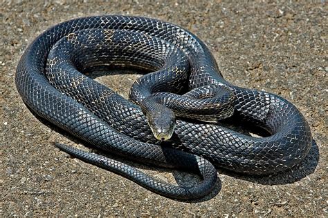 A View from the Beach: Snake Bit!