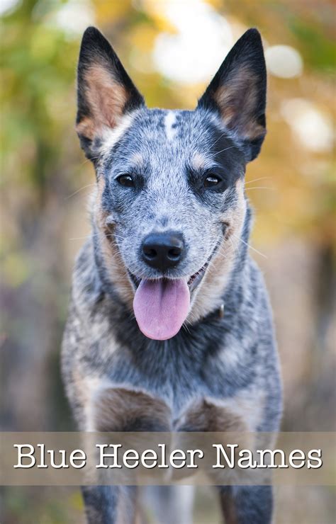 Blue Heeler Names - 200 Brilliant Ideas For Australian Cattle Dog Puppies