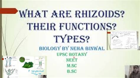 Rhizoids I Function of Rhizoid I Its Types I UPSC Botany NEET M.Sc B.Sc ...