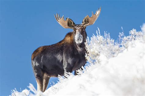 SNOW FACED MOOSE, Moose in Snow, Wildlife Photography by Rob Daugherty - RobsWildlife