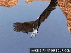 Eagle GIF - Find & Share on GIPHY