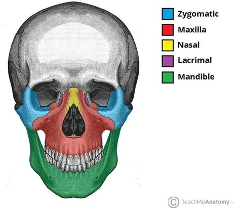 Bones of the Skull - Structure - Fractures - TeachMeAnatomy