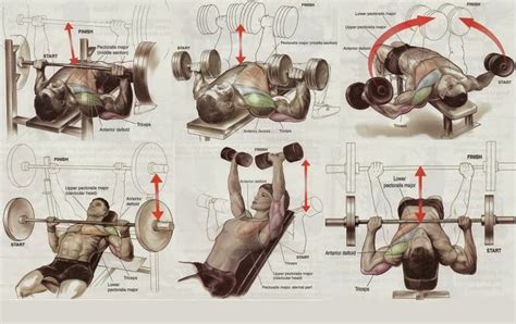 Best Chest Workouts for Mass - Bodydulding