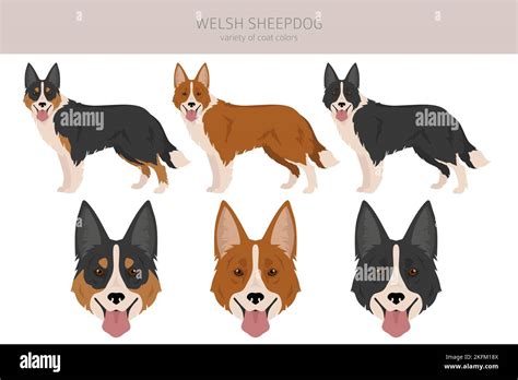 Welsh Sheepdog clipart. All coat colors set. All dog breeds characteristics infographic. Vector ...