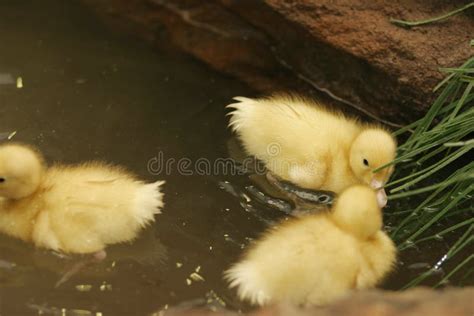 Baby Ducks In A Pond Royalty Free Stock Photos - Image: 297018