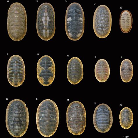 (PDF) A new cryptic species distinguished from Ischnochiton comptus (Gould, 1859 ...