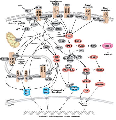 Toll-like Receptor Signaling in Innate Immunity | Cell Signaling Technology