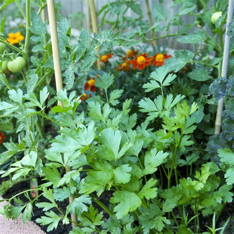 √完了しました！ parsley plant 314072-Parsley plants for sale