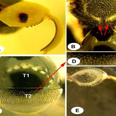 (PDF) Collection and identification of some species of the genus Brachymeria (Hym.: Chalcididae ...