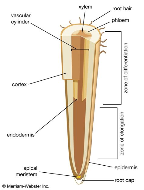 Apical meristem | Definition, Development, & Facts | Britannica