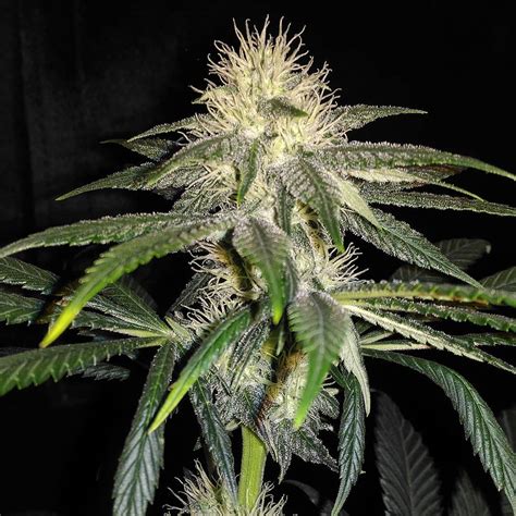 Medical Seeds | Sour Diesel Seeds | Green Parrot