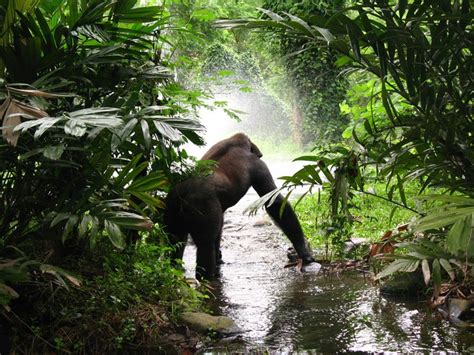 Gorilla Habitat - How do Gorillas Survive in their Habitat? - Primates Park