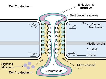 Analyzing the Role of Plasmodesmata in Cell-cell Communication in ...