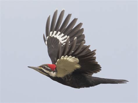 Pileated Woodpecker Size