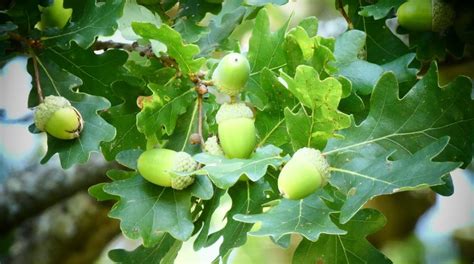 Acorns and Oak Trees: Everything You Need to Know