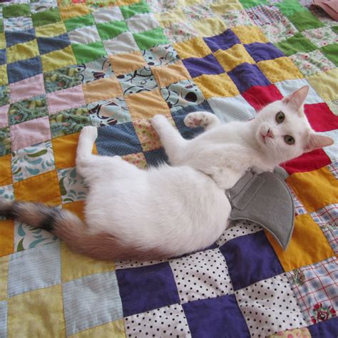 Make a Shark Costume for Your Cat » Dollar Store Crafts