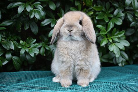 8 of the Best Pet Rabbit Breeds | PetHelpful