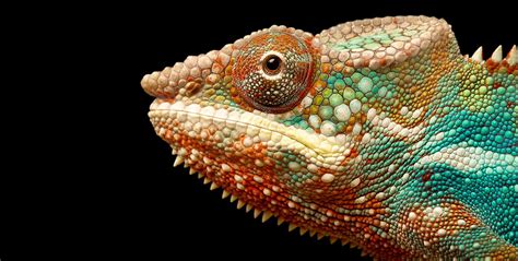 Amazing eyes: 17 vision champions | Natural History Museum