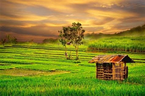 Wallpaper Sawah - Android Wallpaper The Most Beautiful Natural Scenery In The World Beautiful ...