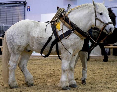 Horse Breeds - Percheron