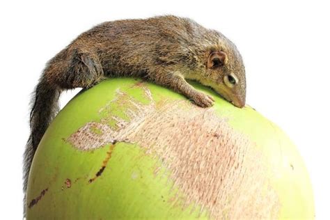 Tree Shrew. Common treeshrew or Southern treeshrew (Tupaia glis , #Aff, #Common, #Shrew, #Tree ...