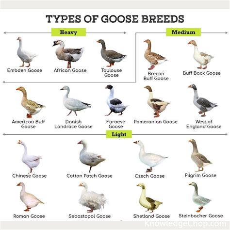 Types of Goose breeds | 🥷 Knowledge Ninja