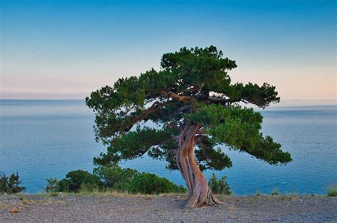 2024's 10 Juniper Tree Symbolism Facts & Meaning: Zodiac, Superstitions, Dreams, and Myths