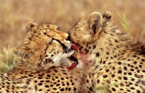 Cheetah (acinonyx Jubatus) Cubs Photograph by Roger De La Harpe | Pixels