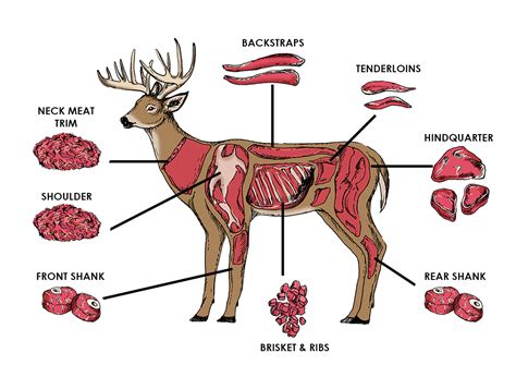 Venison Cuts Of Meat Diagram