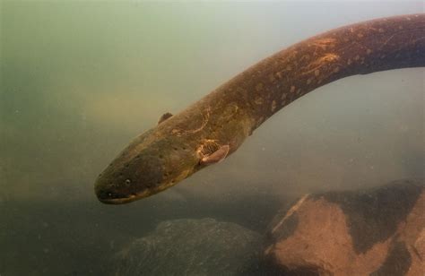 Electric Eel Species With Most Powerful Shock Ever Discovered in Amazon - Newsweek