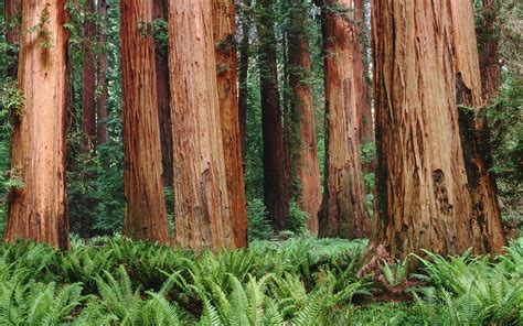 Redwood Forest Photos : Redwood_forest | Bodksawasusa