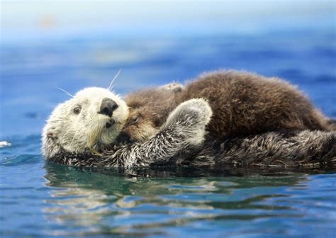 Mama Otter Holding Baby Otter | Happy Photos | POPSUGAR Smart Living Photo 28