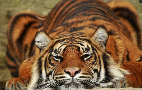 Sumatran Tiger Wallpapers Hd