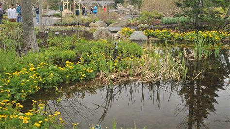 Plant ID in the Field: Freshwater Wetland Plants | Coastal Maine Botanical Gardens