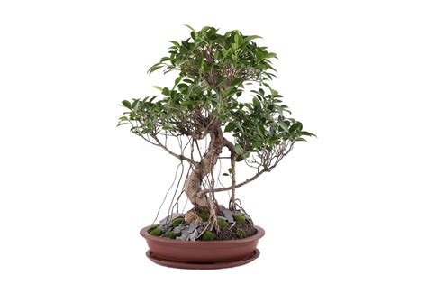 Ficus Bonsai Tree - A-Z Animals