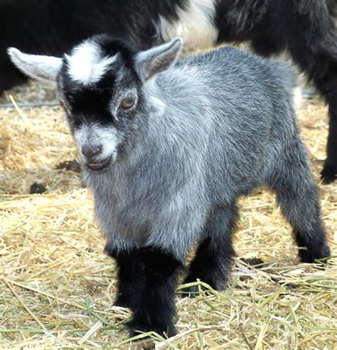 Pygmy Goat: Origin, Characteristics, Uses, Photo