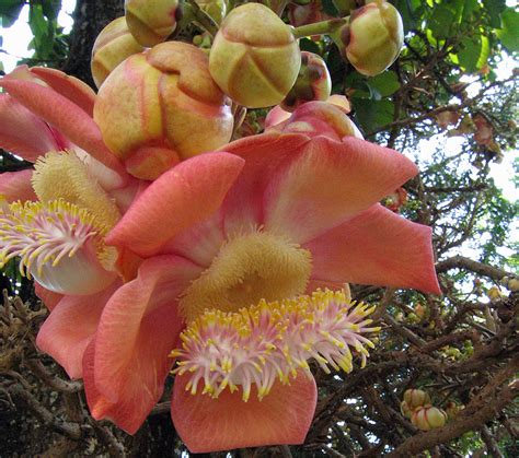 jack fruit flower (aka COUROUPITA GUIANENSIS) :) | David Fikner | Flickr