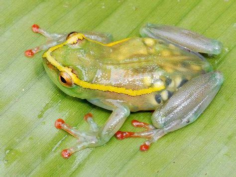 30 Best Glass Tree Frog images | Green tree frog, Tree frogs, Glass frog