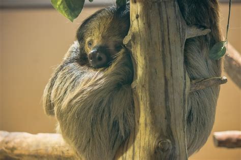 Premium Photo | Sloth sleeping in a tree