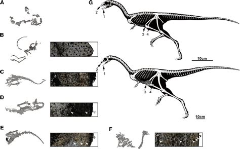 19 Dinosaur Skeletons Have Been Found - What Do They Tell Us About ...