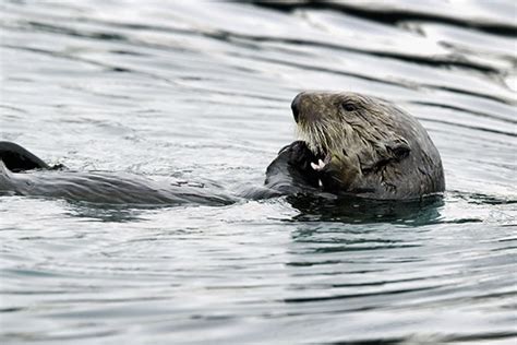 River Otter Habitat Studied in South-Central South Dakota