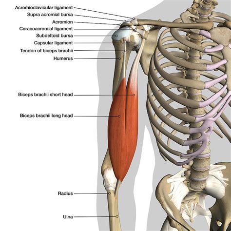 Labeled Anatomy Chart Of Male Biceps By Hank Grebe | ubicaciondepersonas.cdmx.gob.mx