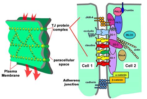 Tight junctions; Occluding Junctions