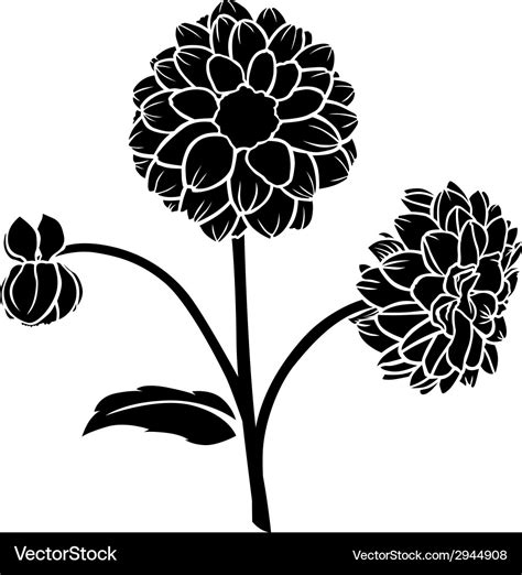 Dahlia flower Royalty Free Vector Image - VectorStock