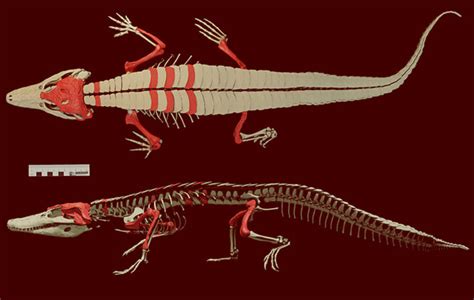 Crocodile Muscle Anatomy