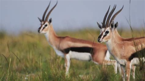 "Thomson's Gazelle" Images – Browse 2,889 Stock Photos, Vectors, and ...